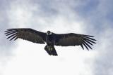 Andean Condor v1.jpg
