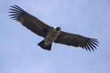 Andean Condor v2.jpg