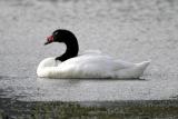 Black-necked Swan.jpg