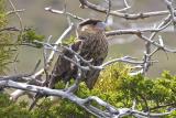 Caracara chick at attention.jpg