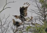 Mating caracaras v1.jpg