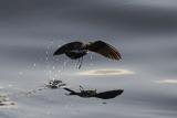 White-vented Storm Petrel