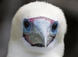 Red-footed Booby (white morph)