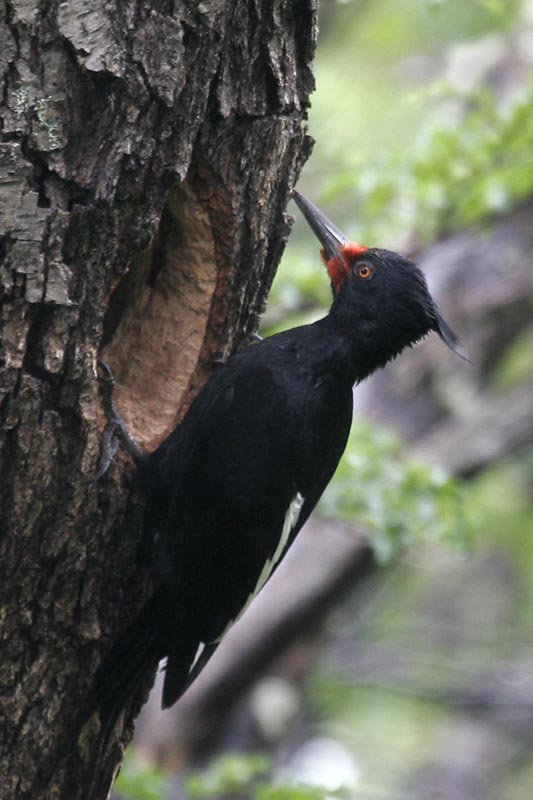 Magellanic Woodpecker female.jpg