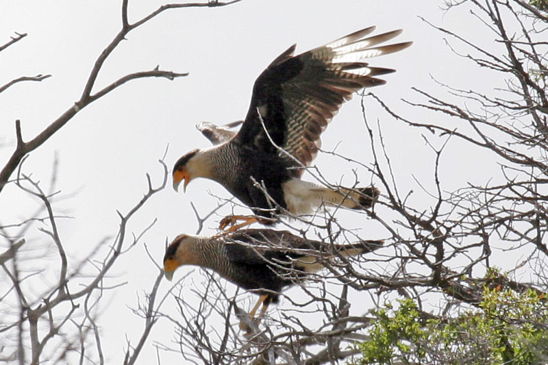 Mating caracaras v2.jpg