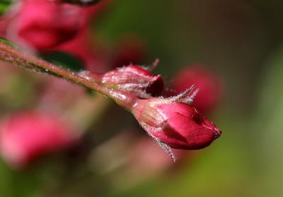 Beauty in the Smallest Detail