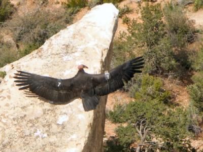 u11/minoltian/medium/42843433.Condor.jpg