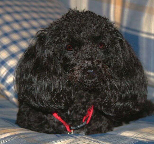 Molly