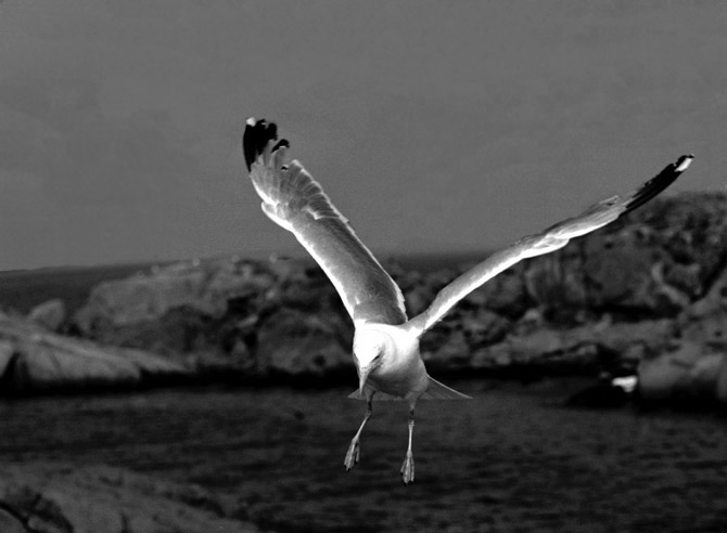 Gull