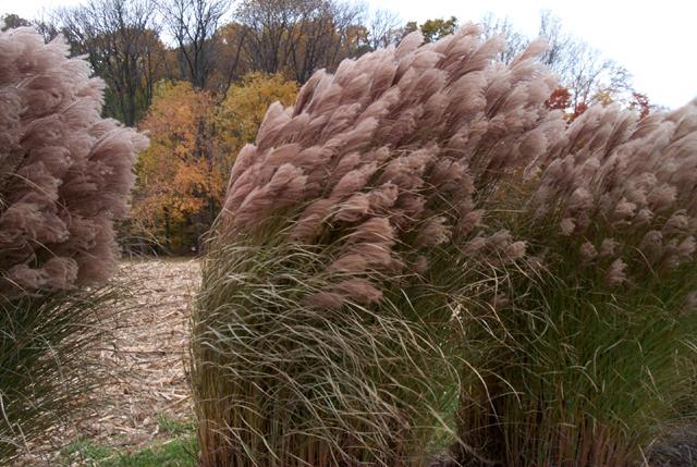 Feathery Fronds
