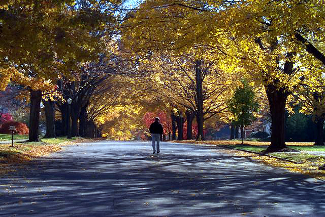 Autumn Walk