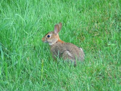 Bunny