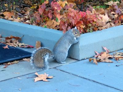 Squirrel, West College