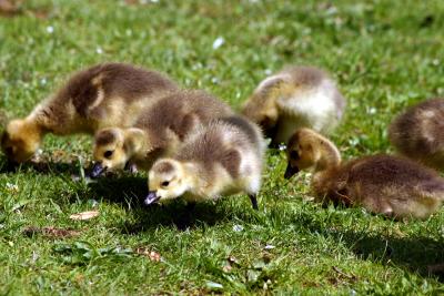 Newborn Goslings 2