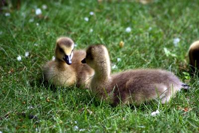 Newborn Goslings 3