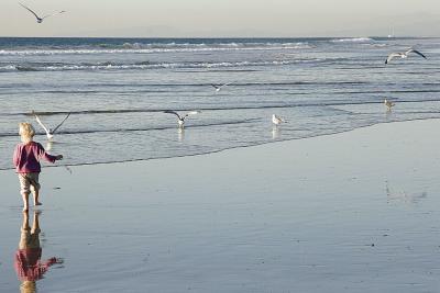Chasing Gulls
