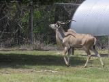 Greater Kudu