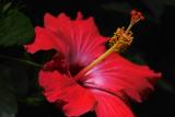 IMG25289hibiscus redish 105.jpg