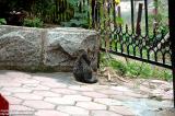 Dalian 大連 - Cat