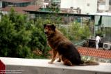 Macau 澳門 - 澳門博物館 Macao Museum - Mutt