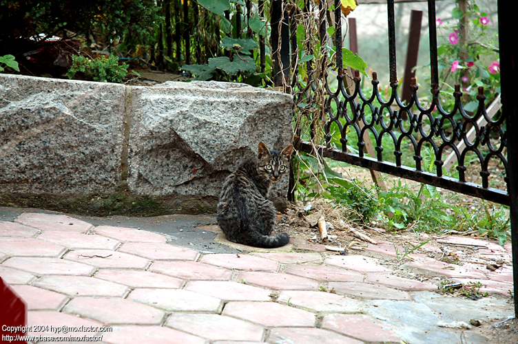 Dalian 大連 - Cat