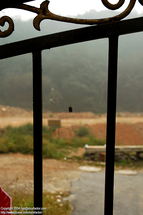 Dalian 大連 - Spider