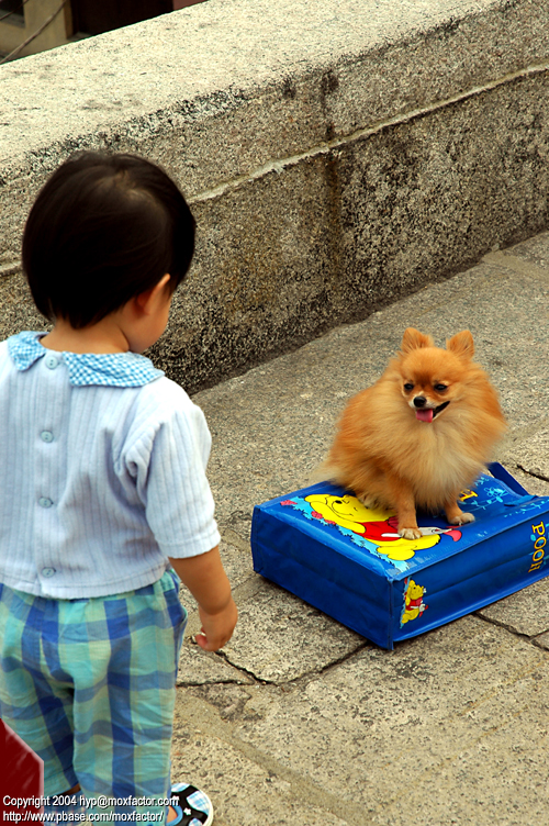 Macau 澳門 - Pomeranian