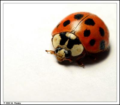 Ladybug on white