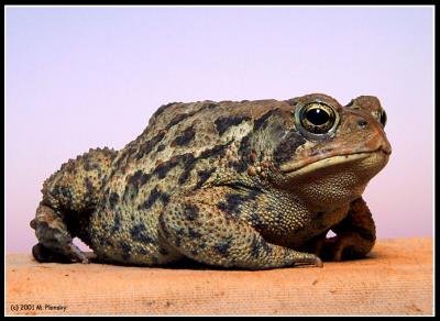 toad6759bs.jpg