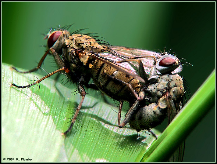 Flies Mating