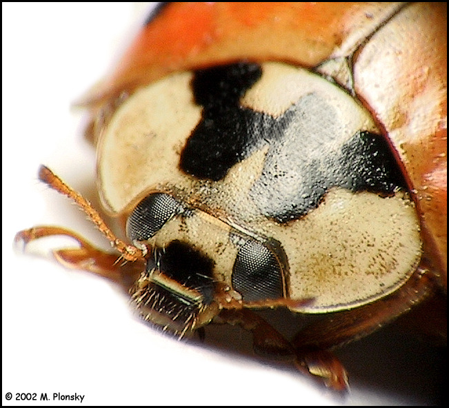 Ladybug face