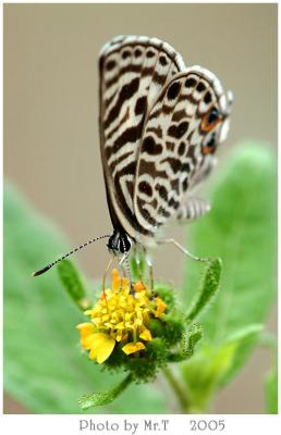 Ӧǽ Oriental Striped Blue (Leptotes plinius)