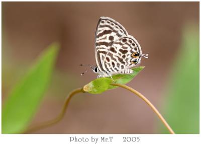 Ӧǽ Oriental Striped Blue (Leptotes plinius)
