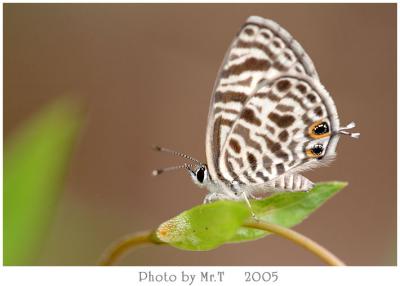 Ӧǽ Oriental Striped Blue (Leptotes plinius)
