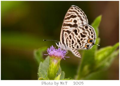 Ӧǽ Oriental Striped Blue (Leptotes plinius)