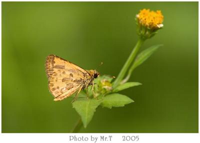 ˽ Bush Hopper (Ampittia dioscorides)