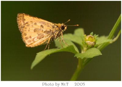 ˽ Bush Hopper (Ampittia dioscorides)