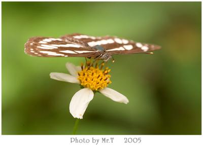 潺 Common Sailer (Neptis hylas)