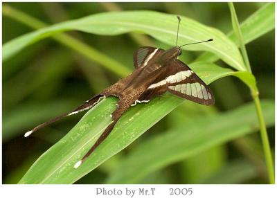 P White Dragontail (Lamproptera curius)