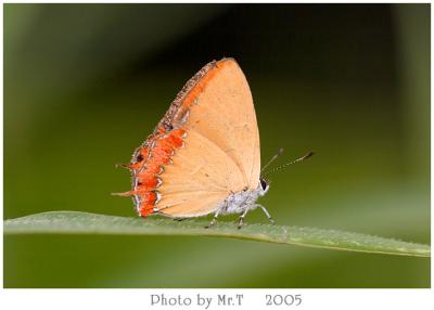 ״mǽ Purple Sapphire (Heliophorous phoenicoparyphus)