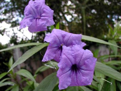 Ruella Mexican Petunia