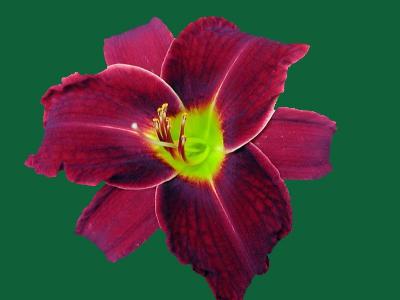 Daylily w/background removed in PS Elements