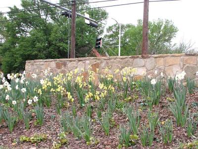 Daffodils behind the sign