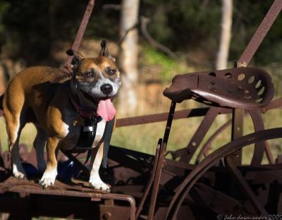 Perched Pooch by JDU