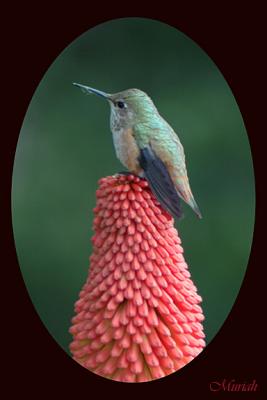 Hummingbird on Red Hot Poker