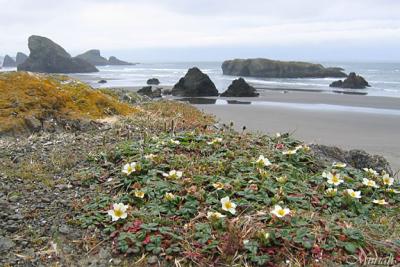 Strawberries By The Sea (05-03-05)