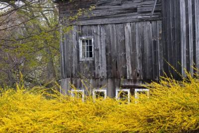 Barn and Forsythia