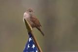 House Wren