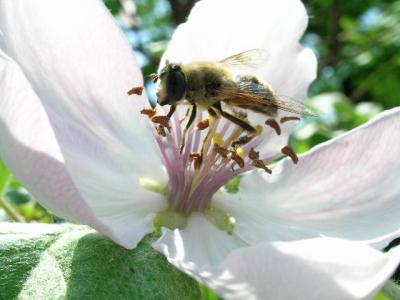 quince flower
