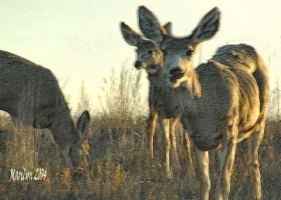 the 'girls' ... in early morning light